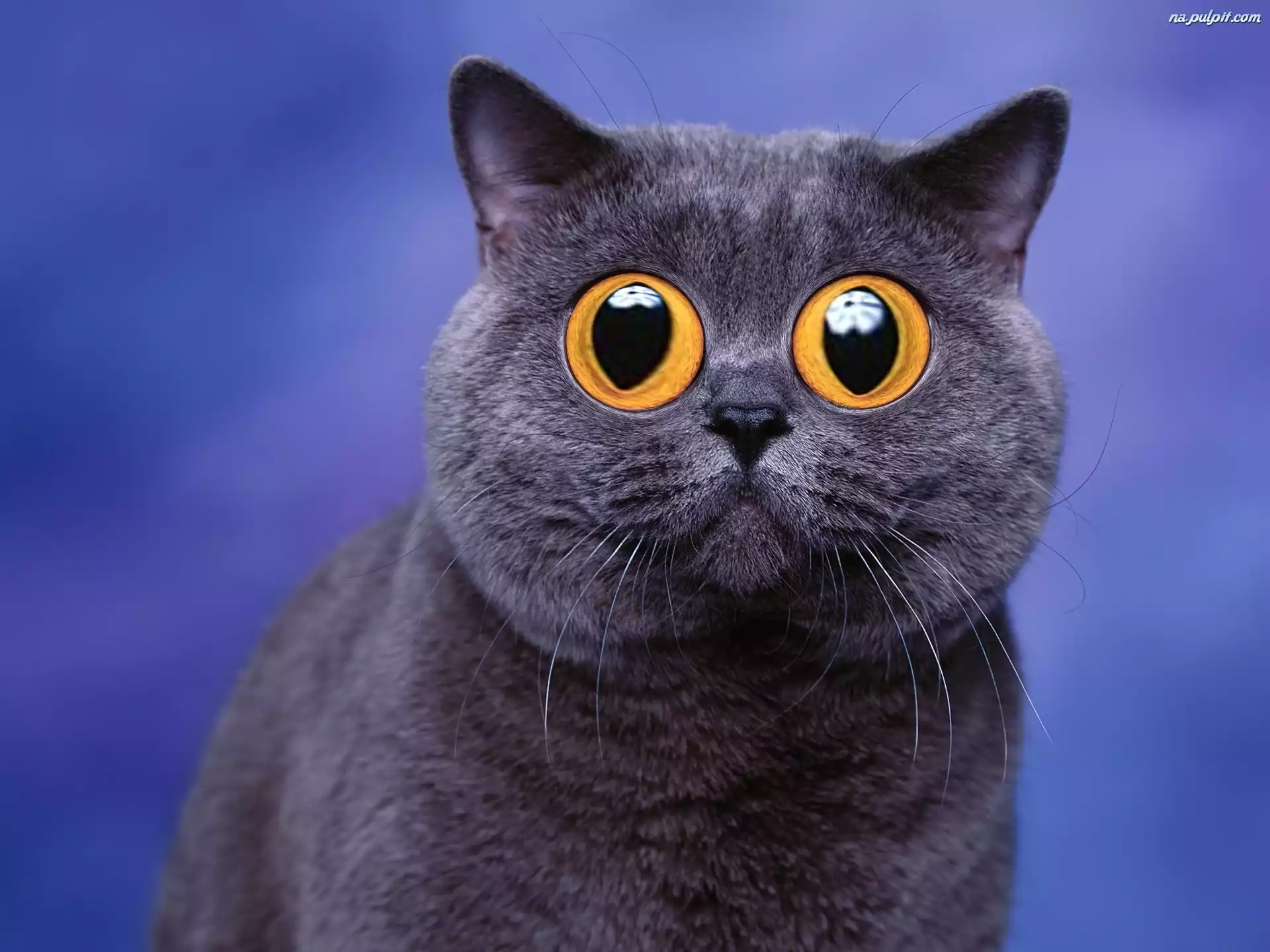 Oczy, Kot, Śmieszne Na Pulpit